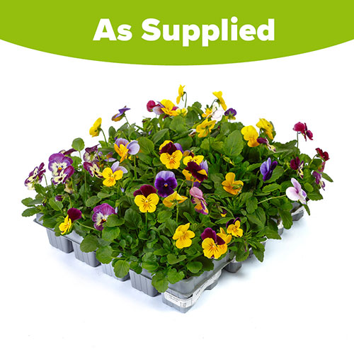 Viola Teardrops Viola Teardrops