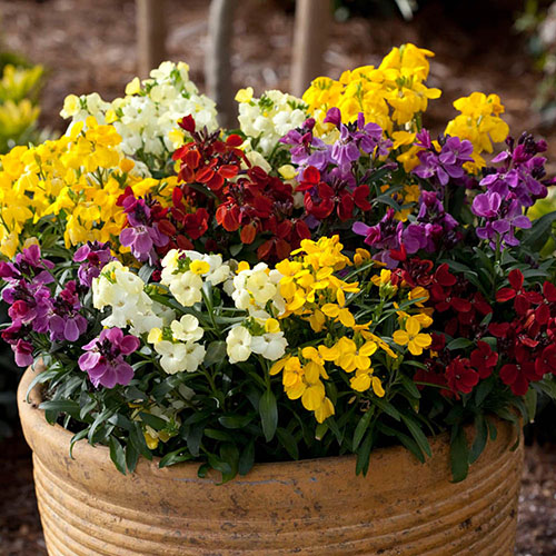 Wallflower Sugar Rush Wallflower Sugar Rush