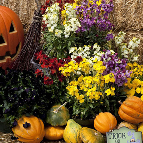 Wallflower Sugar Rush Wallflower Sugar Rush