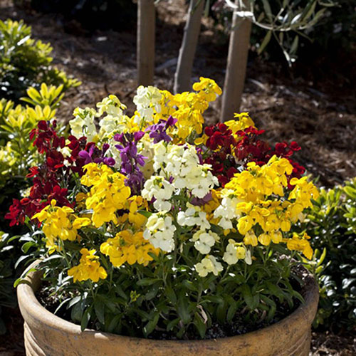 Wallflower Sugar Rush Wallflower Sugar Rush