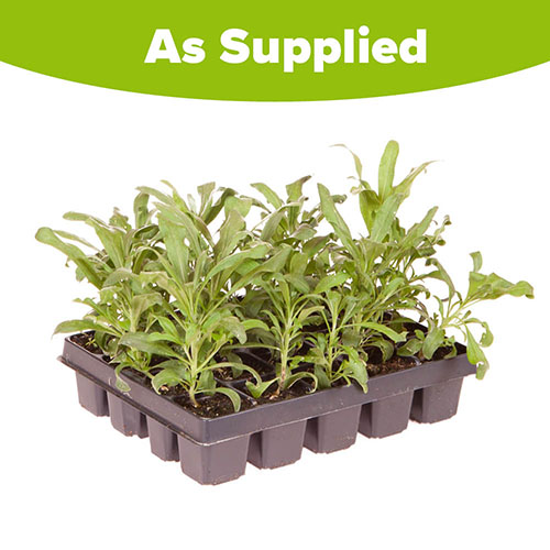 Wallflower Sugar Rush Wallflower Sugar Rush