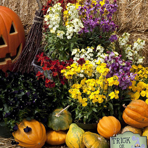 Wallflower Sugar Rush Wallflower Sugar Rush