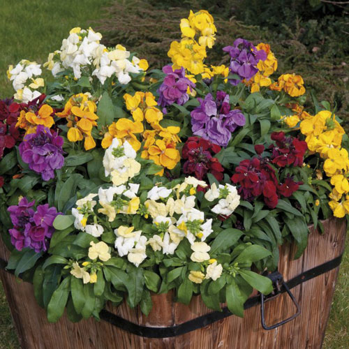 Wallflower Sugar Rush Wallflower Sugar Rush