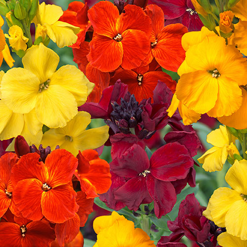 Wallflower Sunset Tutti Frutti Mix Wallflower Sunset Tutti Frutti Mix