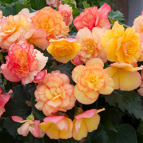 Begonia On Top Sunset Shades Begonia On Top Sunset Shades