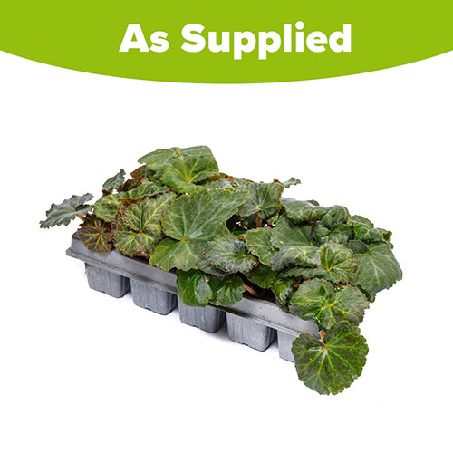 Begonia On Top Sunset Shades Begonia On Top Sunset Shades