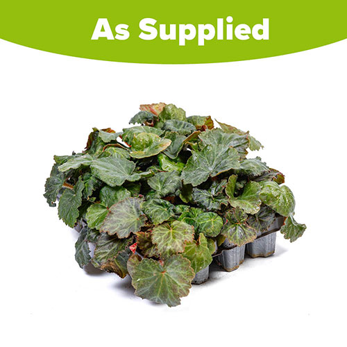 Begonia On Top Sunset Shades Begonia On Top Sunset Shades