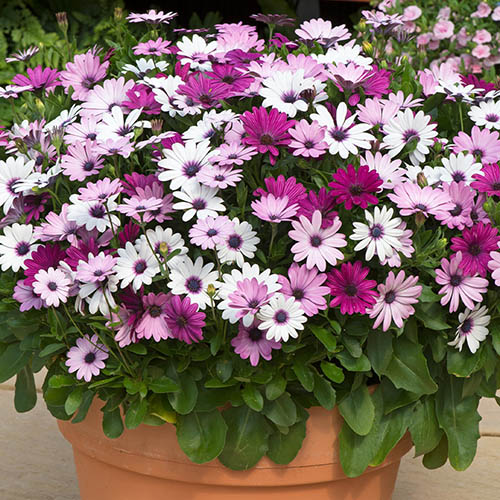 Osteospermum Akila Berries and Cream Mix Osteospermum Akila Berries and Cream Mix