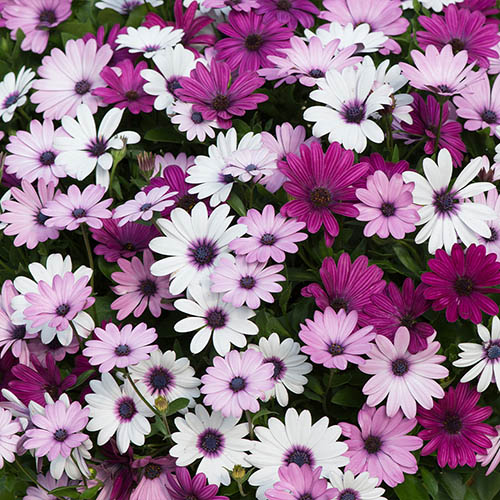Osteospermum Akila Berries and Cream Mix Osteospermum Akila Berries and Cream Mix