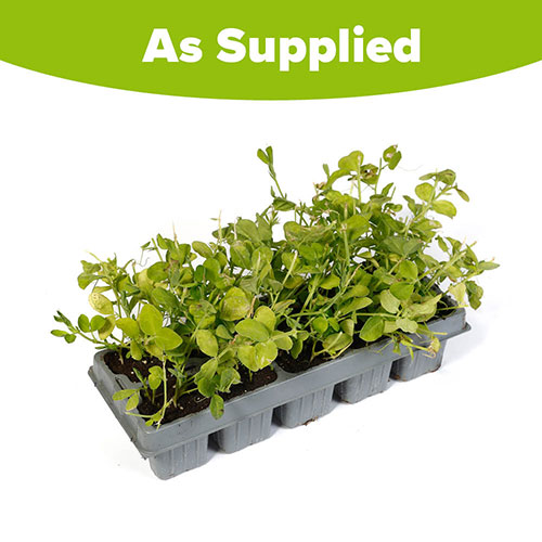 Fragrant Sweet Pea Cut Flowers Fragrant Sweet Pea Cut Flowers