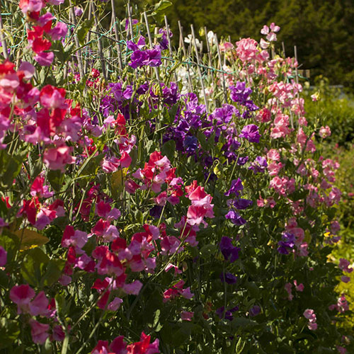 Fragrant Sweet Pea Cut Flowers Fragrant Sweet Pea Cut Flowers