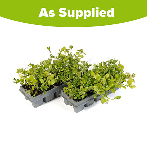 Fragrant Sweet Pea Cut Flowers Fragrant Sweet Pea Cut Flowers