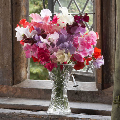 Fragrant Sweet Pea Cut Flowers Fragrant Sweet Pea Cut Flowers