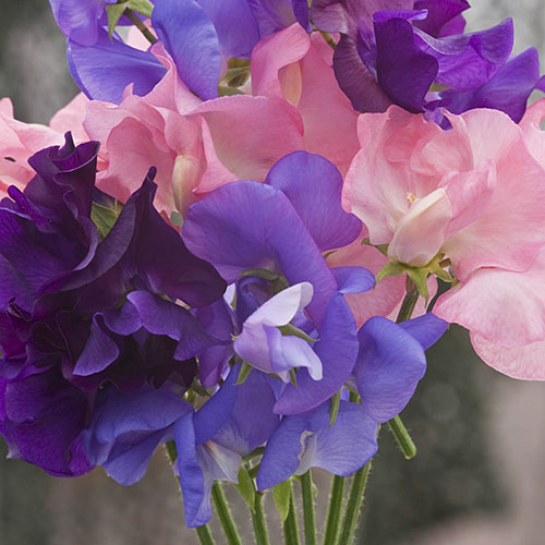 Fragrant Sweet Pea Cut Flowers Fragrant Sweet Pea Cut Flowers