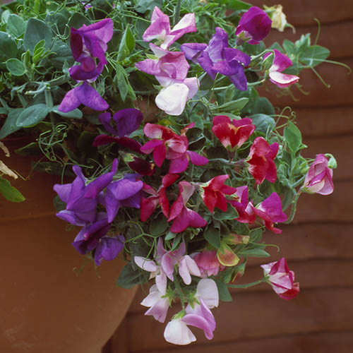 Fragrant Trailing Sweet Pea Fragrant Trailing Sweet Pea