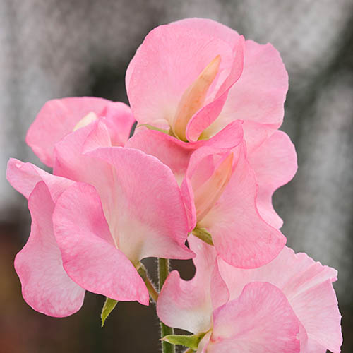 Fragrant Patio Perfect Sweet Peas Fragrant Patio Perfect Sweet Peas
