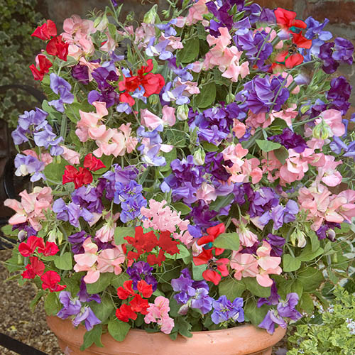 Fragrant Patio Perfect Sweet Peas