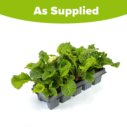 Primula Primlet Primula Primlet