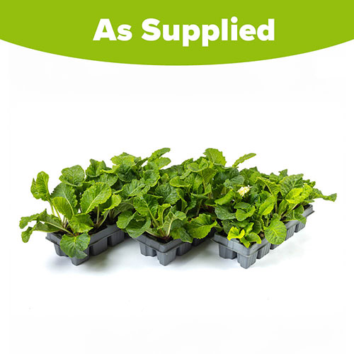 Primula Primlet Primula Primlet