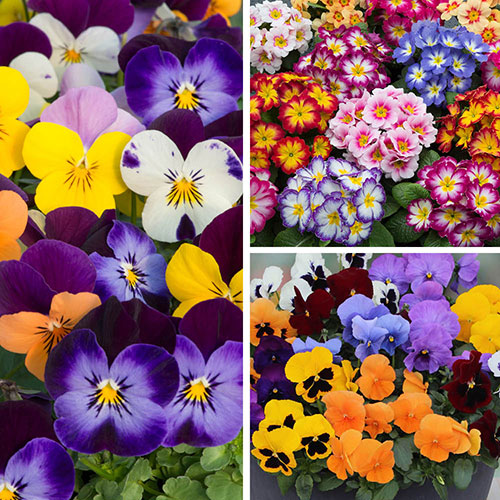 Harvest Festival Bedding Collection