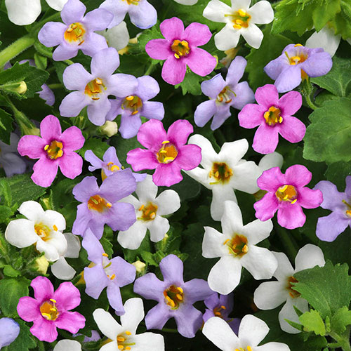 Bacopa Topia Mix Bacopa Topia Mix