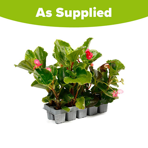 Begonia Big Mix Begonia Big Mix