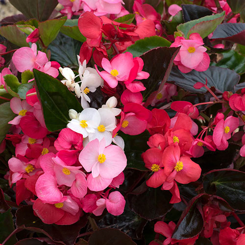 Begonia Big Mix Begonia Big Mix