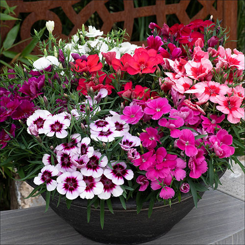 Dianthus Coronet Mix Dianthus Coronet Mix