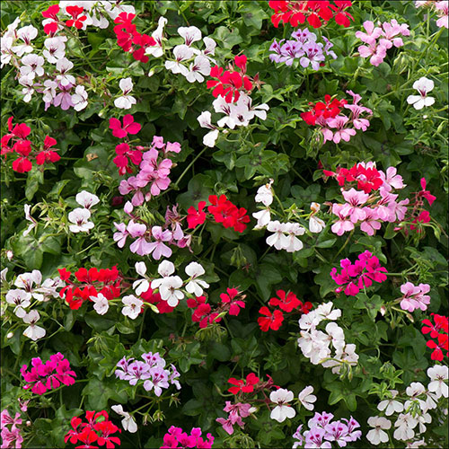 Geranium Reach-out Mix Geranium Reach-out Mix
