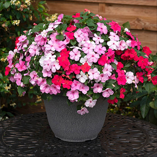 Busy Lizzie Beacon Raspberry Sundae