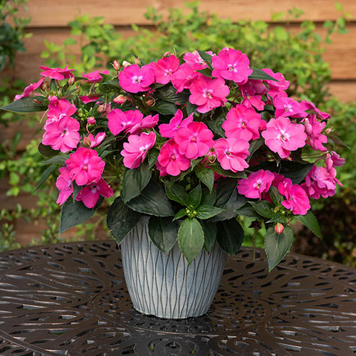 Busy Lizzie Solarscape Mix Busy Lizzie Solarscape Mix