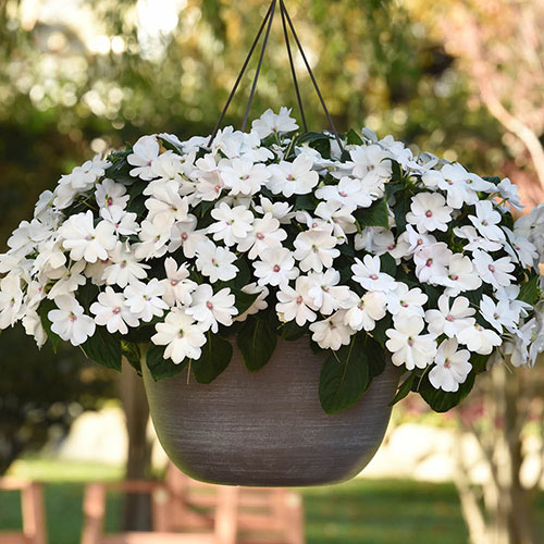 Busy Lizzie Solarscape Mix Busy Lizzie Solarscape Mix