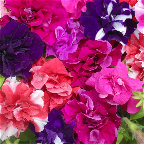 Petunia Bolero Double Flowering