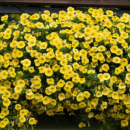 Petunia Caliburst Petchoa Yellow Petunia Caliburst Petchoa Yellow