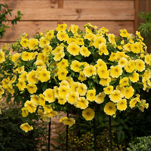 Petunia Caliburst Petchoa Yellow Petunia Caliburst Petchoa Yellow