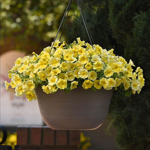 Petunia Caliburst Petchoa Yellow Petunia Caliburst Petchoa Yellow