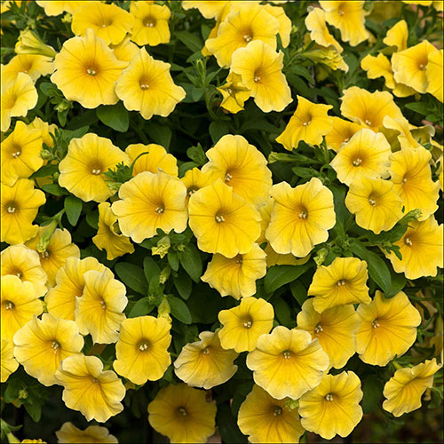 Petunia Caliburst Petchoa Yellow Petunia Caliburst Petchoa Yellow