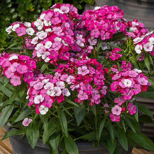 Sweet William Dart Pink Magician Sweet William Dart Pink Magician