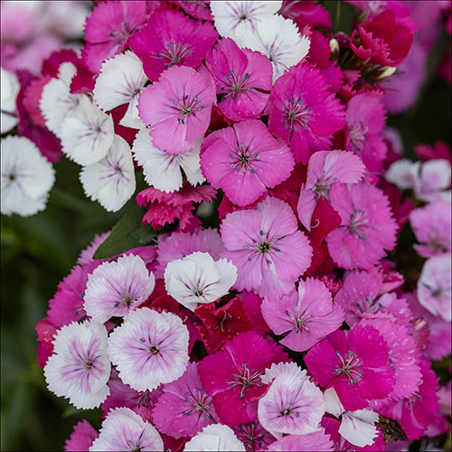 Sweet William Dart Pink Magician Sweet William Dart Pink Magician