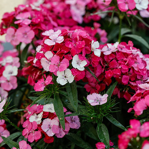 Sweet William Dart Pink Magician Sweet William Dart Pink Magician