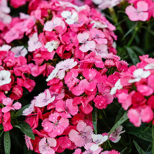 Sweet William Dart Pink Magician Sweet William Dart Pink Magician