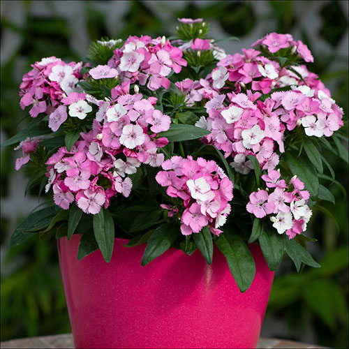 Sweet William Dart Pink Magician Sweet William Dart Pink Magician