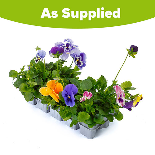 Pansy Top Wave Pansy Top Wave