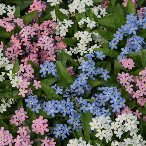 Myosotis Mon Amie Mixed Myosotis Mon Amie Mixed