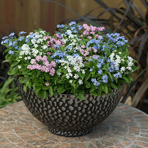 Myosotis Mon Amie Mixed Myosotis Mon Amie Mixed
