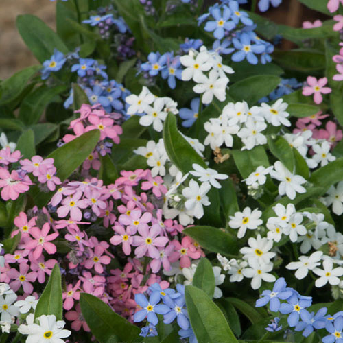Myosotis Mon Amie Mixed Myosotis Mon Amie Mixed