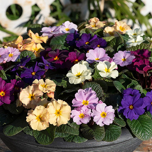 Primrose Obsidian Mixed Primrose Obsidian Mixed