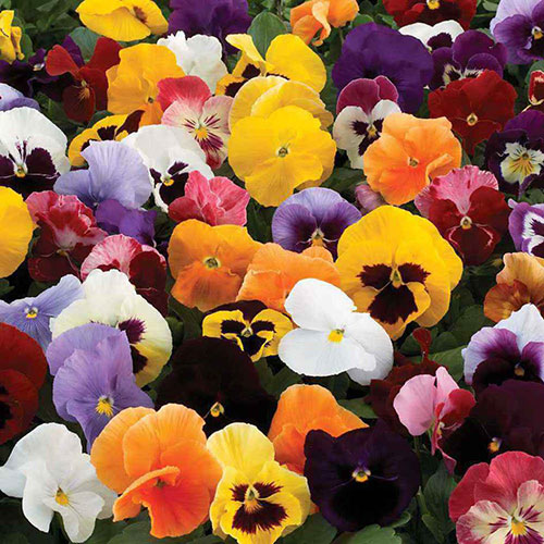 Garden Ready Pansy Variety Mix Garden Ready Pansy Variety Mix