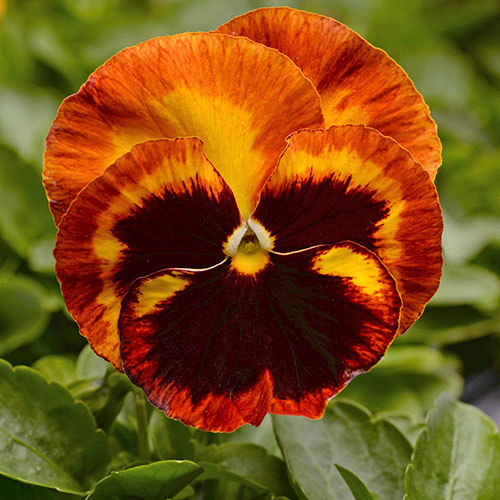 Garden Ready Pansy Variety Mix Garden Ready Pansy Variety Mix