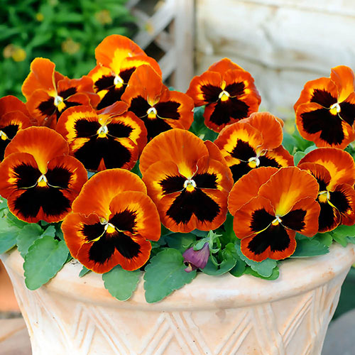 Garden Ready Pansy Variety Mix Garden Ready Pansy Variety Mix